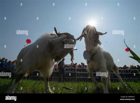 Two Goats Fight In A Goat Fighting Competition In Dagong Town Hai An