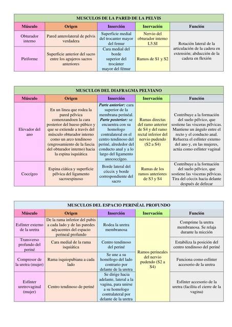 Musculos Pelvis Y Perine Nicole Vargas UDocz