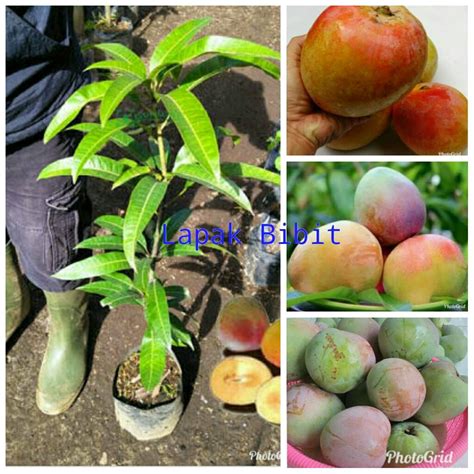 Bibit Mangga Agrimania Lazada Indonesia