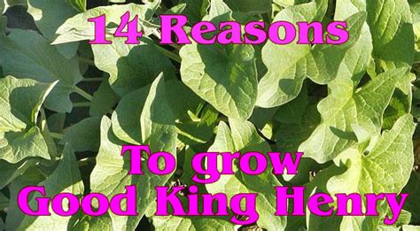 growing Good King Henry – Floral Encounters Life on the Farm