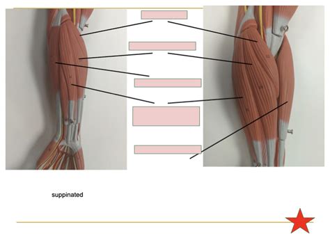 Appendicular Muscles Diagram Quizlet