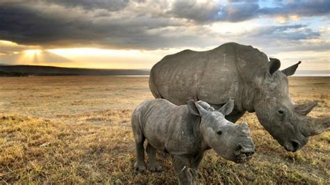 #1247129 HD White Rhinoceros and Baby Rhino - Rare Gallery HD Wallpapers