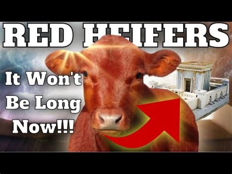 What Is Israel Going To Do With These Red Heifers YouTube