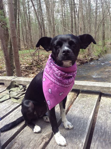 Doug Hikes The 2014 Appalachian Trail Ms Bellabighungry On The At