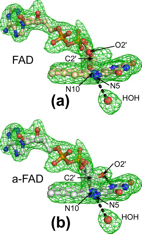 Modified A Fad Calculated Mfo Dfc Omit Electron Density Map Contoured