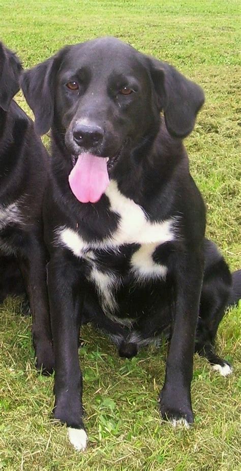 Black Labs With White Chest Dog Pictures Blog Black Labs Cute