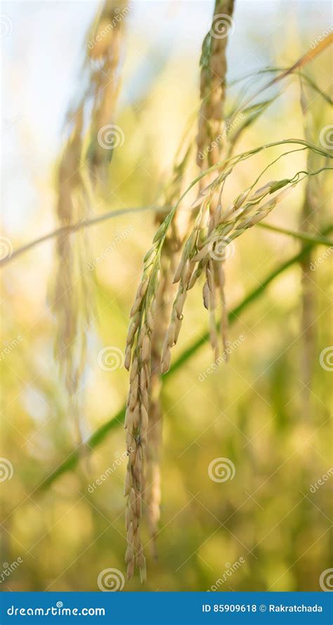 Spikelet Of Rice In The Field Stock Photo Image Of Thailand Flora