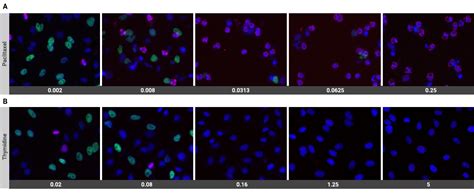 A High Content Anti Cancer Drug Screening Using Automated Cell Cycle