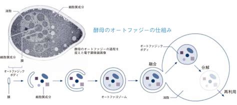 オートファジー研究が開く医学の新境地（2017年秋号） 首相官邸ホームページ