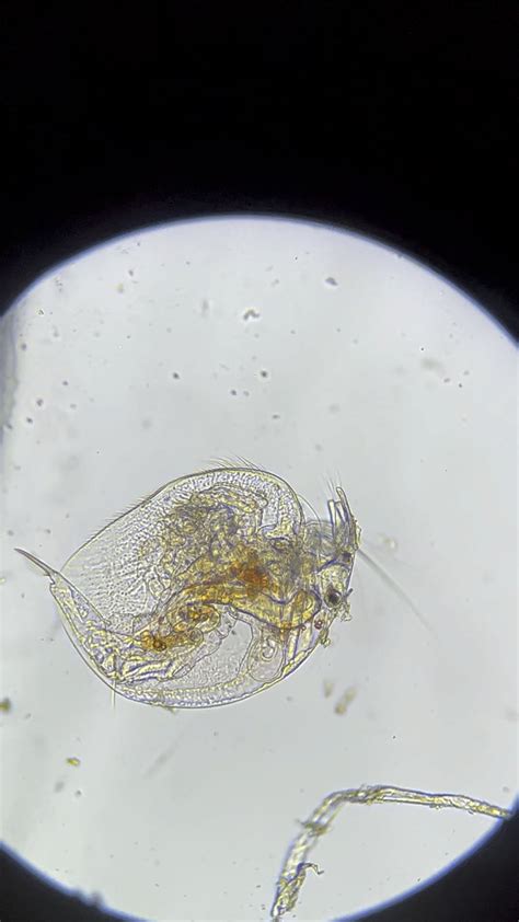 Possible branchiopod larvae? Found in Florida pond : r/microscopy