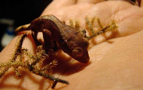 Crested Gecko Baby Care