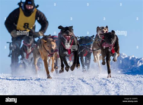 Dog Sledding Race Canada Hi Res Stock Photography And Images Alamy