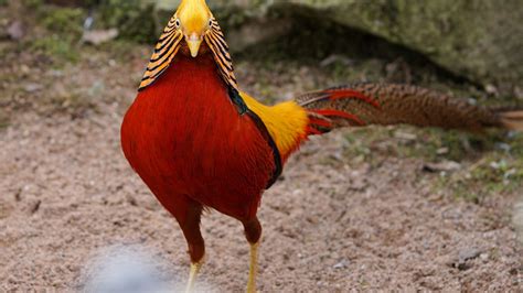 Golden Pheasant Wallpapers Top Free Golden Pheasant Backgrounds