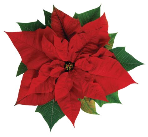 Poinsettias Png Hd Png Pictures Vhv Rs