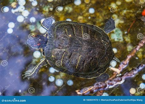Brazilian Turtle Coin In The Wishing Pool Stock Photo Image Of Animal