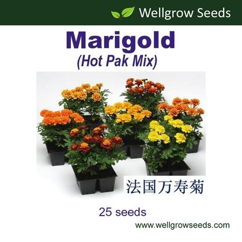 French Marigold Hot Pak Mix 25 seeds 法国万寿菊热点系列 混色 Biji Benih Bunga Tahi Ayam Flower Seeds