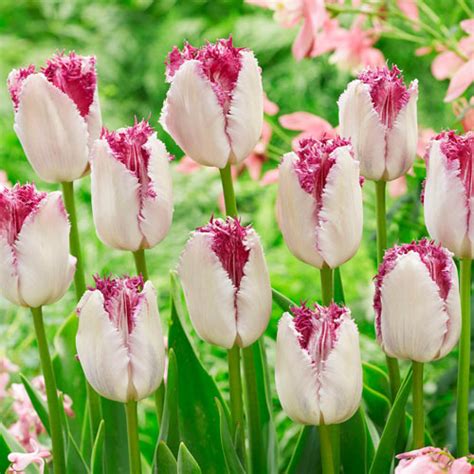 Tulip Fringed Eyelash Sibullilled
