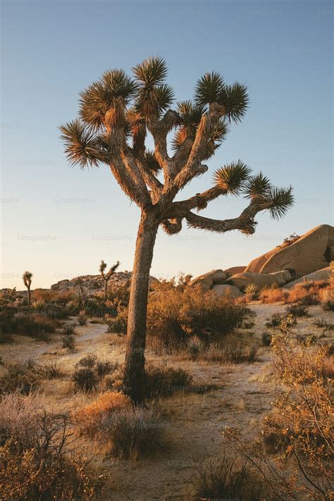 Foto Un árbol De Josué En Medio De Un Desierto Luz De La Mañana