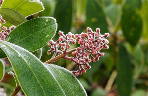 Skimmia Rubella Skimmia Japonica Rubella Growing Guides