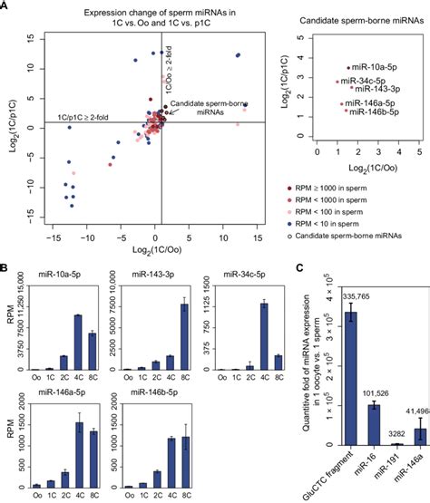 The Contribution Of Sperm Borne Mirnas To Zygotic Mirnas A Abundance