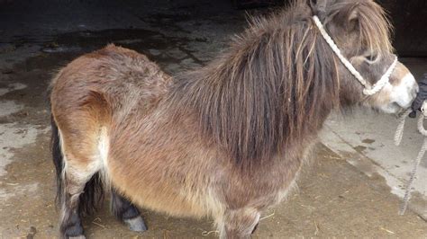 Shetland Pony With Overgrown Hooves Among Two Rescued In Dorset Bbc News