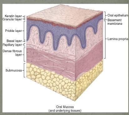 Oral Mucosa Flashcards | Quizlet