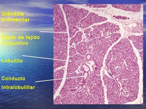 Histologia Aparato Digestivo