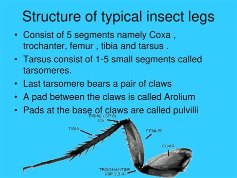 Trochanter Insect