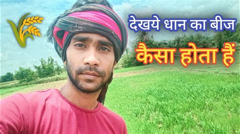 देखिए धान का बीज कैसा होता हैं Kheti Kaise Hota Hai 🌾🌾 Youtube