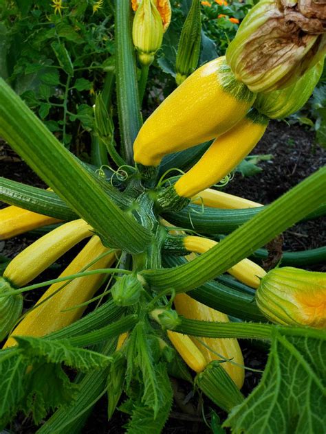 Summer Squash Growing