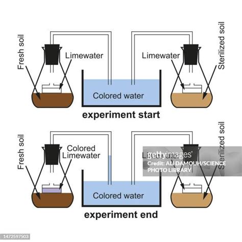 26 Cellular Respiration Diagram Stock Photos, High-Res Pictures, and ...