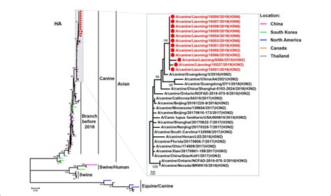 FIGURE Phylogenetic Analysis Of The HA Genes Of HHNN And HHNN CIVs It