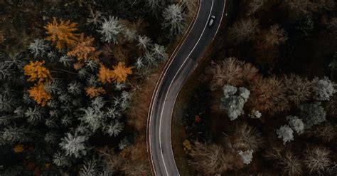 Empty Road in Forest · Free Stock Photo