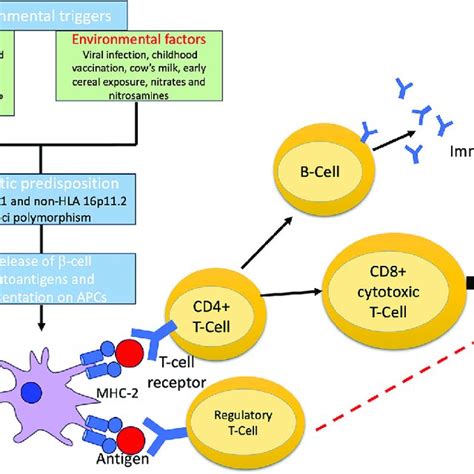 Pathophysiology Of The Development Of Type 1 Diabetes Mellitus