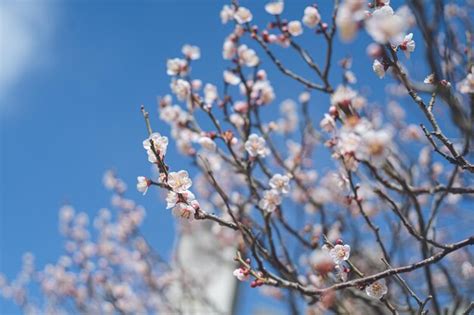 Premium Photo | Photo of clear sky and beautiful plum blossoms plum ...