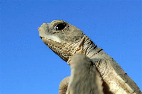 120+ Sea Turtles Migration Stock Photos, Pictures & Royalty-Free Images ...