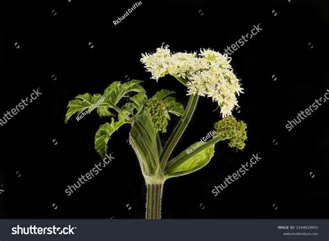 Giant Hogweed Heracleum Mantegazzianum Flowers Foliage Stock Photo