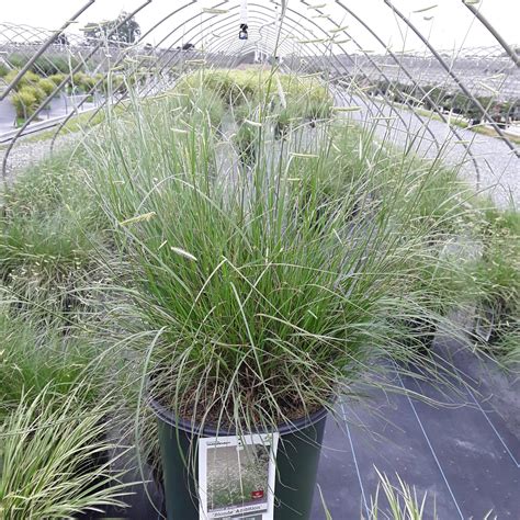 Blonde Ambition Grama Grass Grown By Overdevest