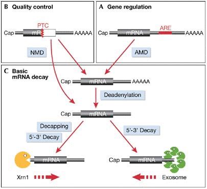 General Scheme Of Messenger RNA Decay Pathways A The Regulation Of