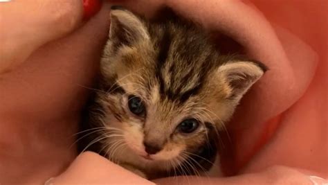 Fundraiser By Kitten Rescue Aus Donate To Kitten Rescue Australia