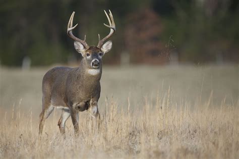 Guide To Texas Hunting Seasons 2024 Huntwise