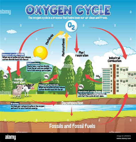 Oxygen Cycle Diagram for Science Education illustration Stock Vector ...