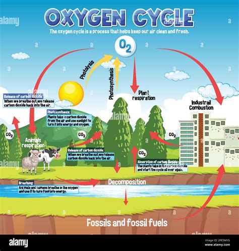 Oxygen Cycle Diagram for Science Education illustration Stock Vector ...