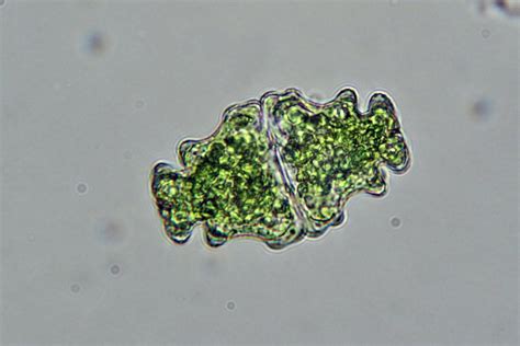 11 Unicellular Algae Examples Detailed Facts