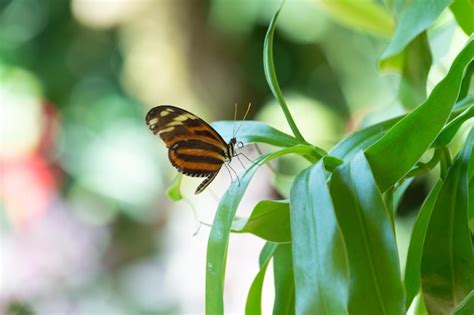 Imagen De Mariposa Con Alas Mariposa En La Naturaleza Mariposa Insecto