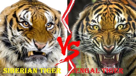 Siberian Tiger Vs Bengal Tiger