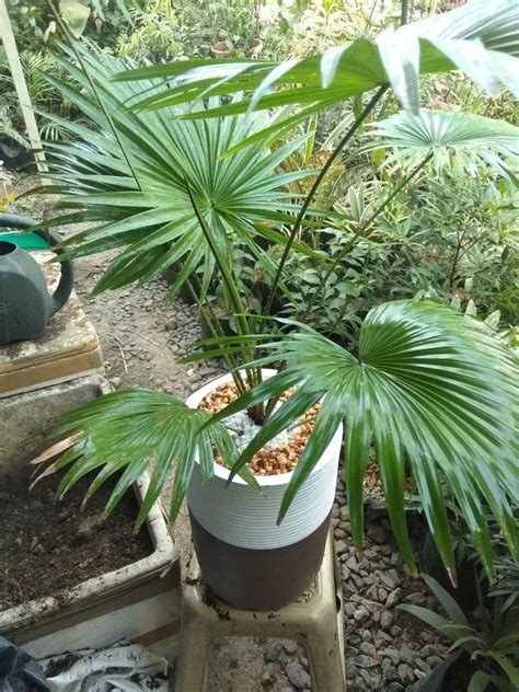 Anahaw with pot, Furniture & Home Living, Gardening, Plants & Seeds on ...