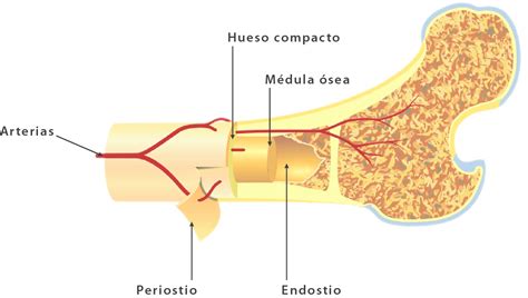 Abandonado Flor Inquilino Medula Osea Anatomia Y Fisiologia Produce