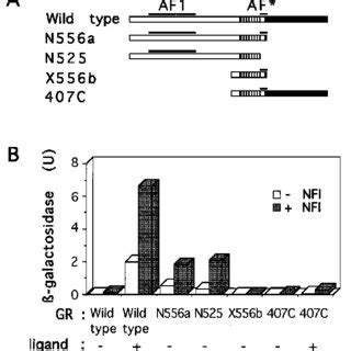 Analysis Of Functional Domains Of Gr A Schematic Representation Of