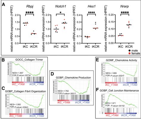 Figure From Rbpj Deficiency Sensitizes Pancreatic Acinar Cells To